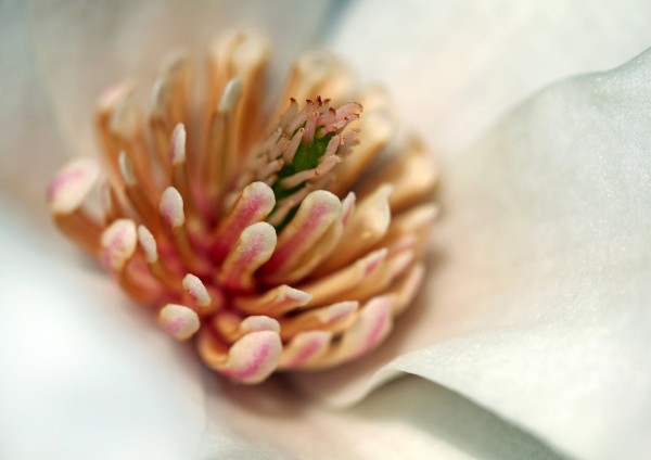 Magnolia Heart by Deb Oppermann